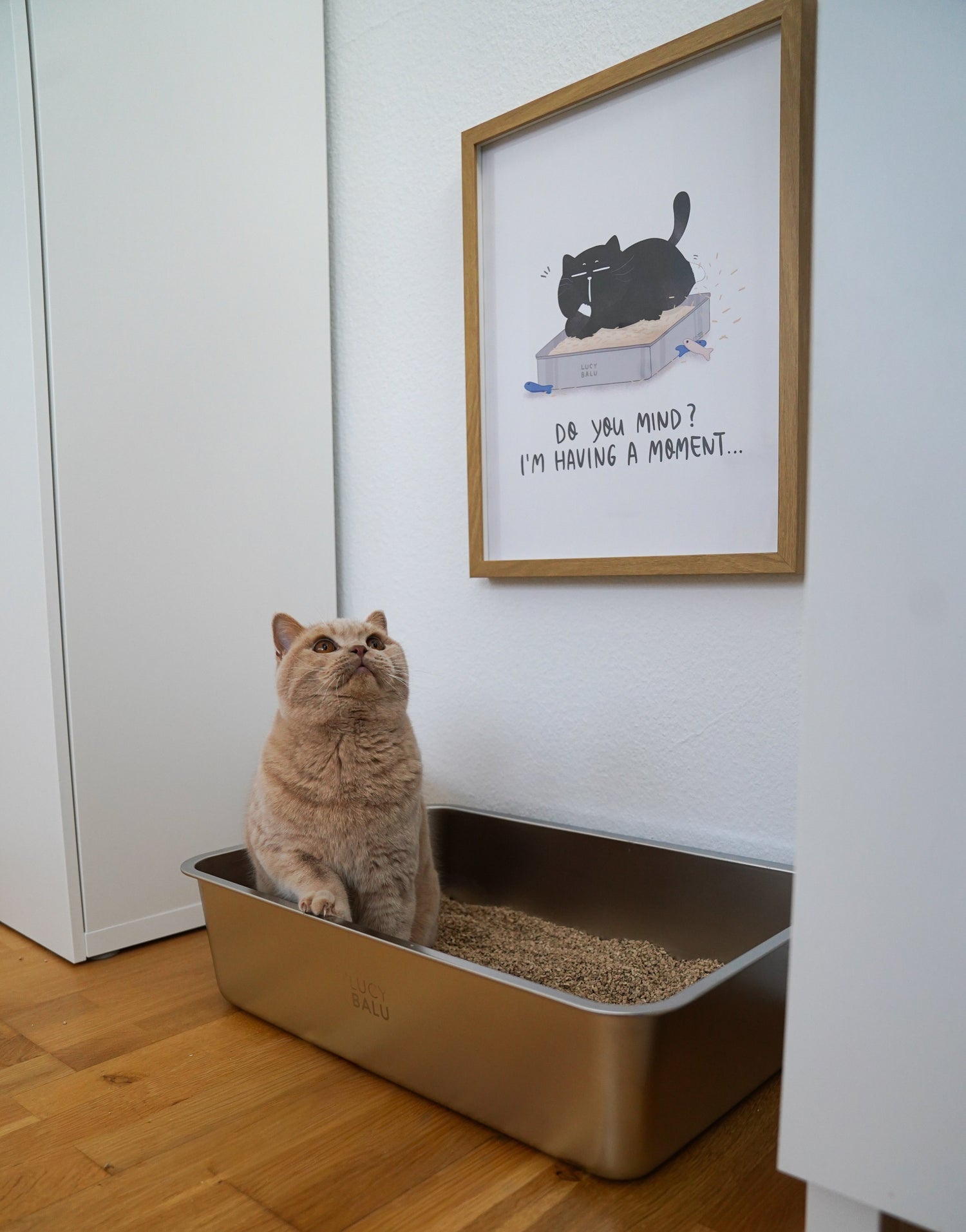 Cat sitting inside a modern cat litter box with a framed picture on the wall.