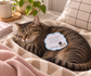 Mocha Cat funny die cut sticky note, 35 pages